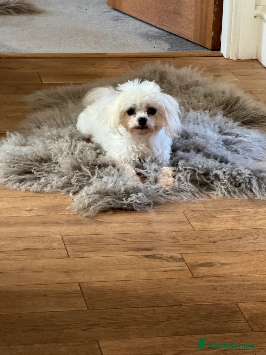 Maltese dogs for stud: DONNAJAYS Maltese STUD European laboratory tested  in Stafford - Advert 4