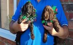 Cockapoo dogs for sale: adorable cockerpoo puppies - Advert 11