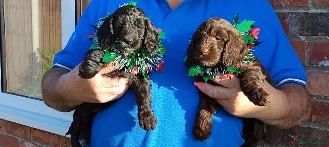 Cockapoo dogs for sale: adorable cockerpoo puppies - Advert 11