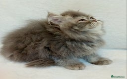 Exotic cats for sale: CHUBBY KITTENS - Image 15