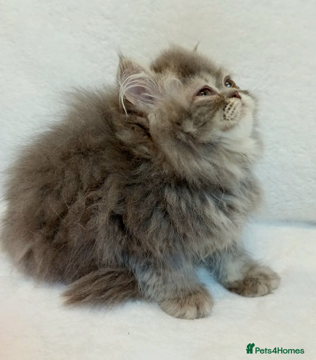 Exotic cats for sale: CHUBBY KITTENS - Image 15