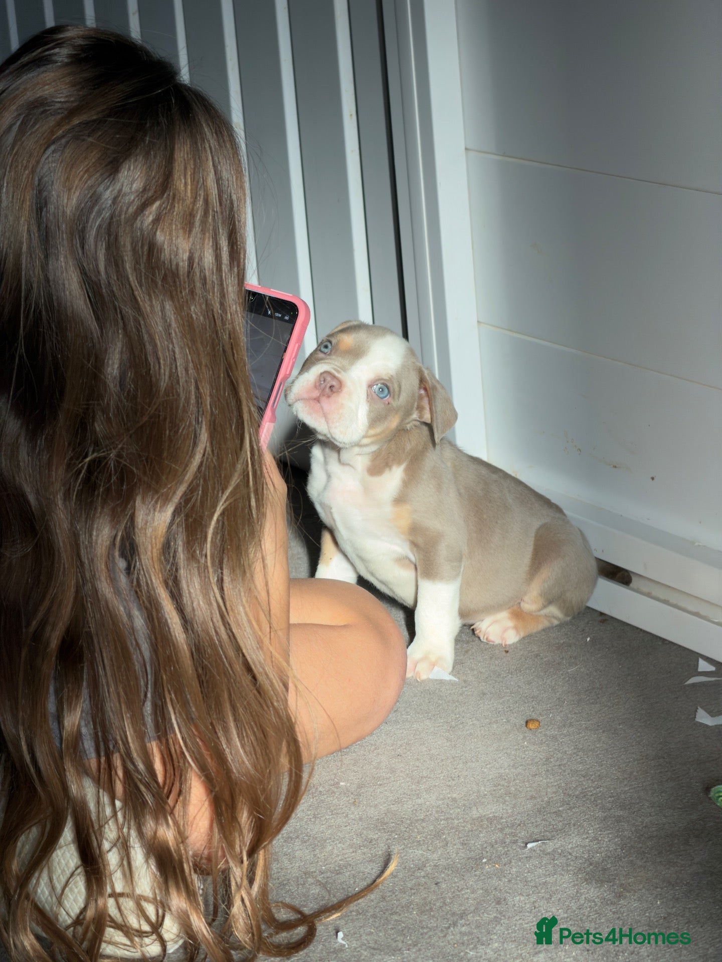 English Bulldog dogs for sale: English bulldog puppys - Advert 1