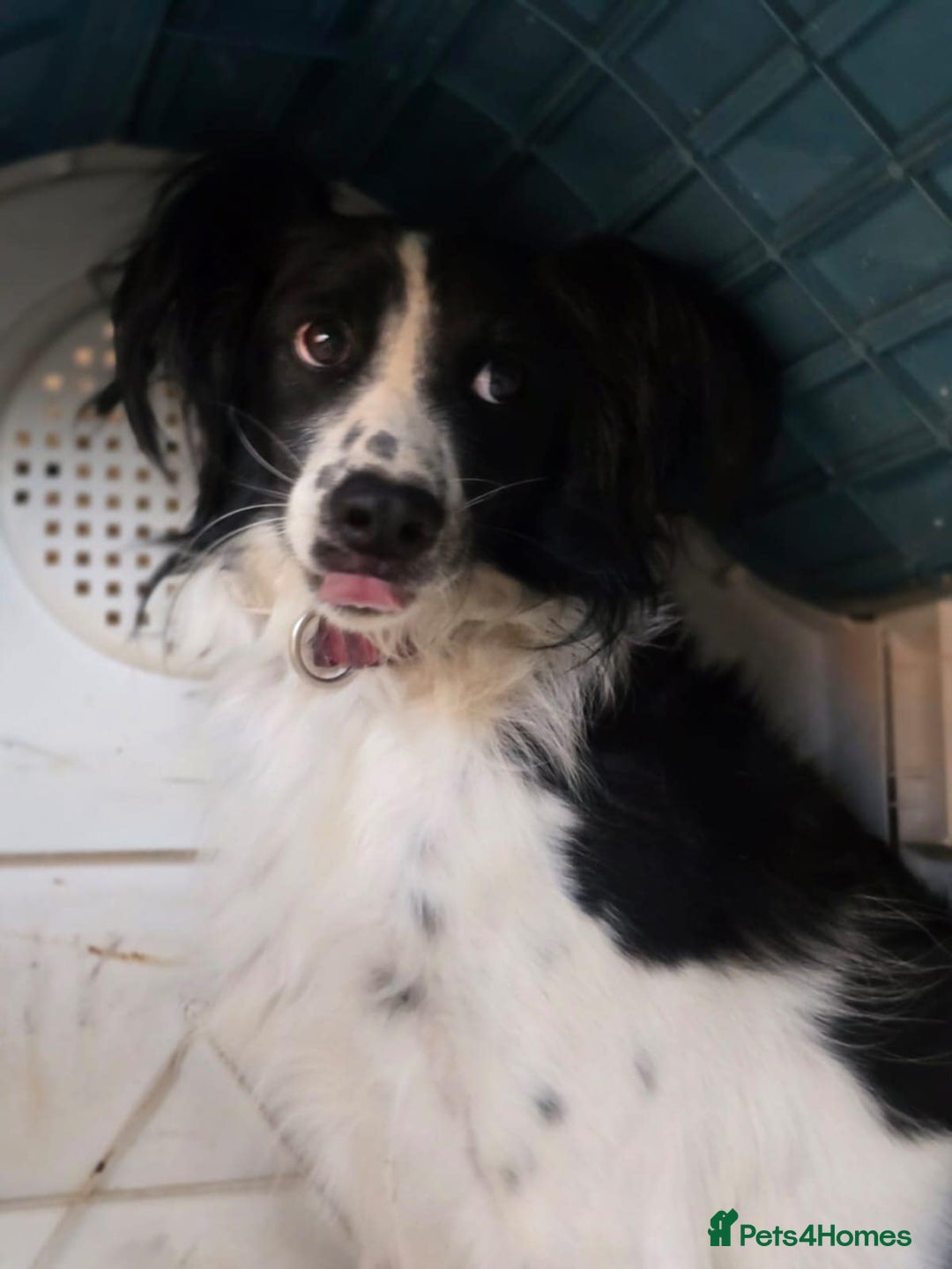 Cocker Spaniel dogs for adoption: Lena! - Image 6