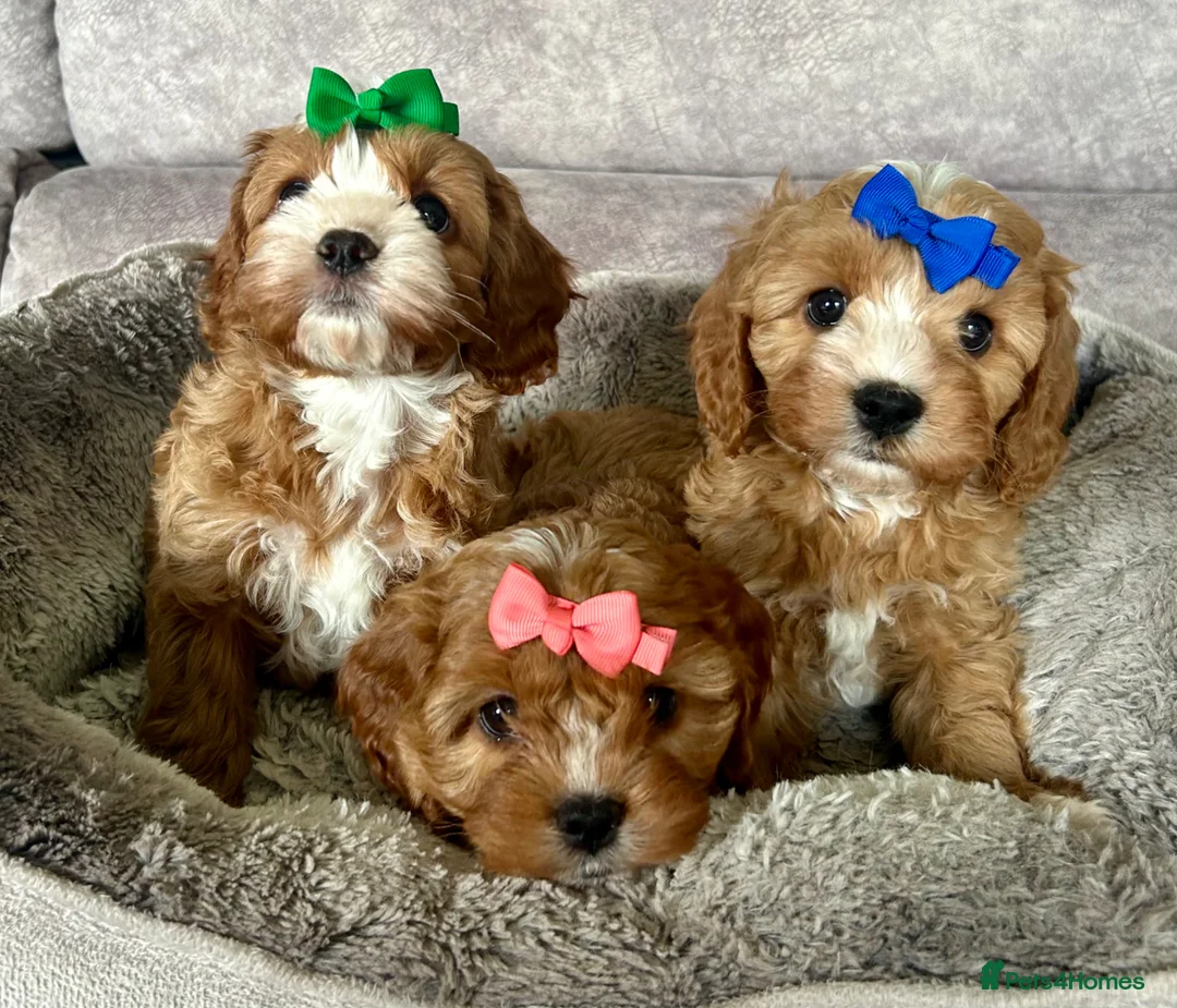 Cavapoo dogs for sale: Beautiful Red F1 Cavapoo Puppies  - Advert 2