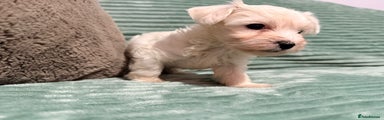 Bichon Frise Puppy 2