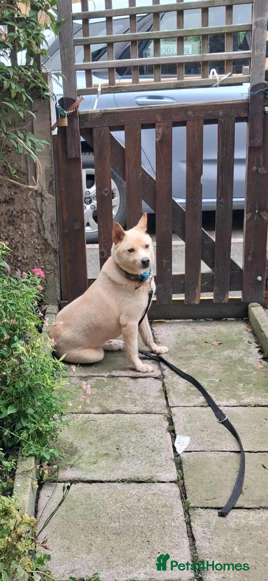 Japanese Shiba Inu dogs for adoption: Jimmy 3 Shiba mix Korean met trade survivor  - Advert 1