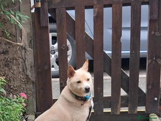 Japanese Shiba Inu dogs Jimmy 3 Shiba mix Korean met trade survivor - Advert 1