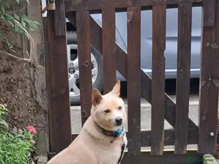 Japanese Shiba Inu dogs Jimmy 3 Shiba mix Korean met trade survivor - Advert 2