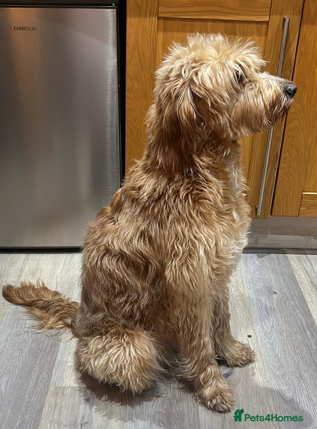 Irish Doodle dogs for sale: The perfect Doodle - Advert 2