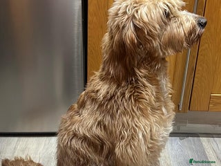 Irish Doodle dogs The perfect Doodle - Advert 4