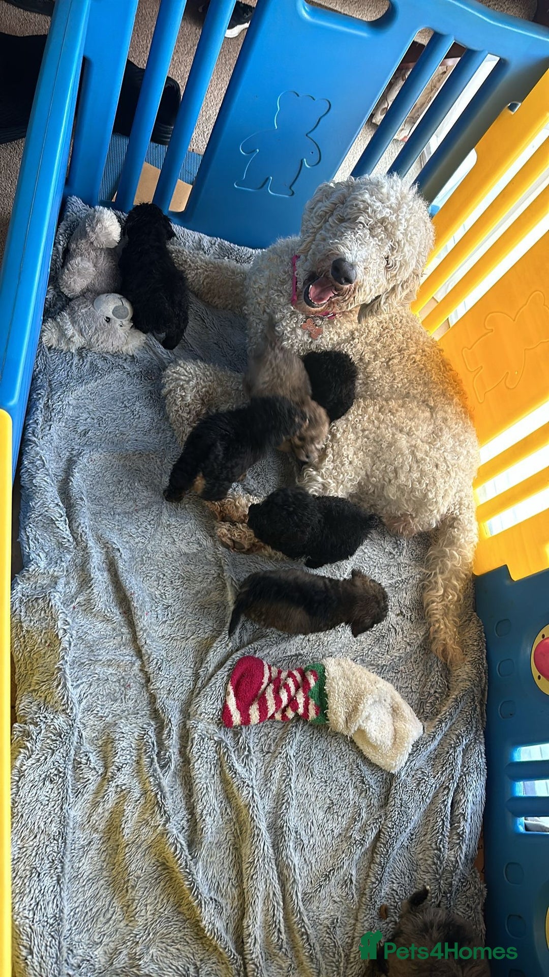 Goldendoodle dogs for sale: 🐶 Stunning goldendoodle puppies 🐶 - Image 5