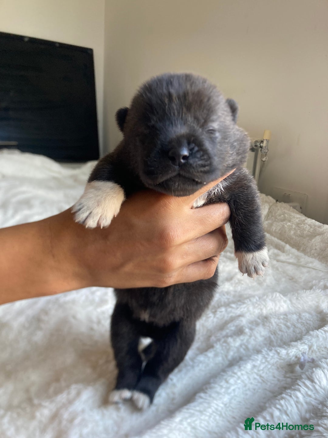 Akita dogs for sale: Akita puppies  - Image 5