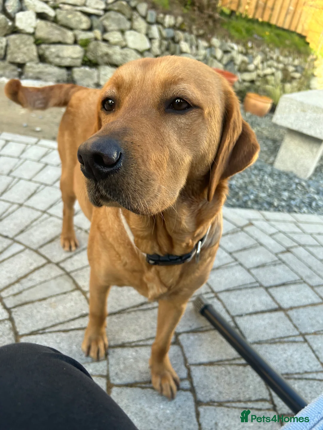 Labrador Retriever dogs for sale: Puppies for sale - Advert 2