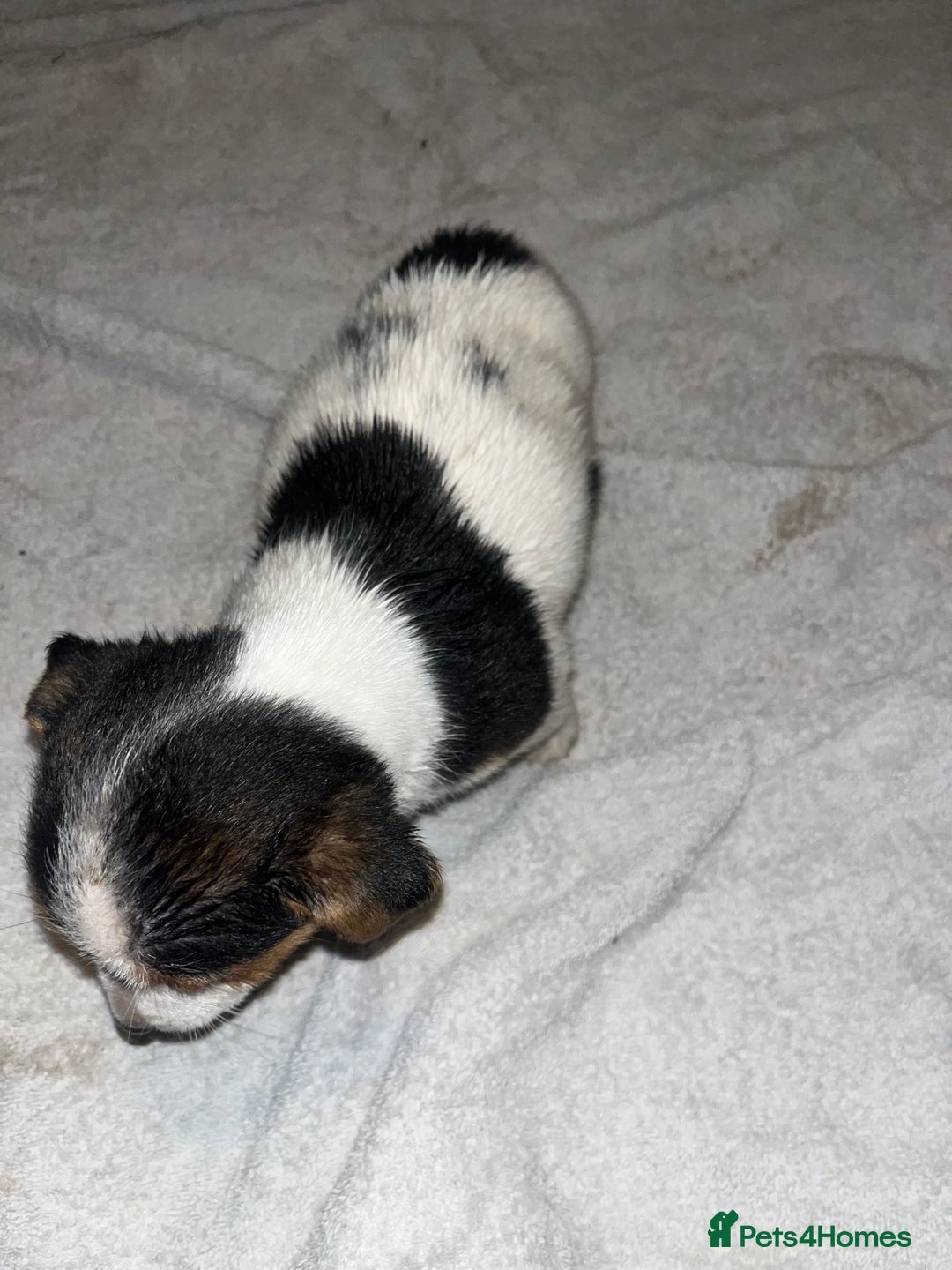 Jack Russell dogs for sale: 4 stunning playful Jack Russell puppies - Image 5