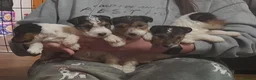 Fox Terrier dogs for sale: Wire Haired Fox Terrier Puppies - Advert 4