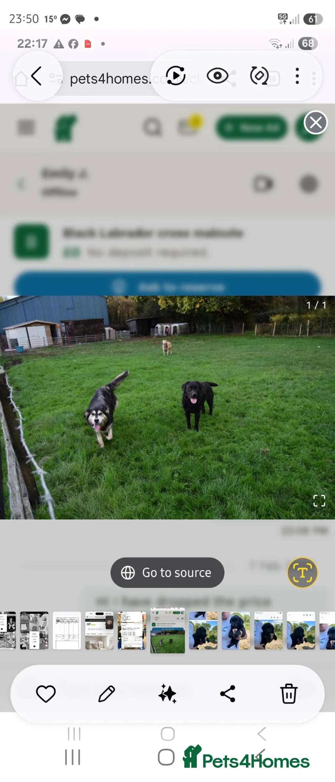 Mixed Breed dogs for sale: Malamute x black Labrador  - Advert 7