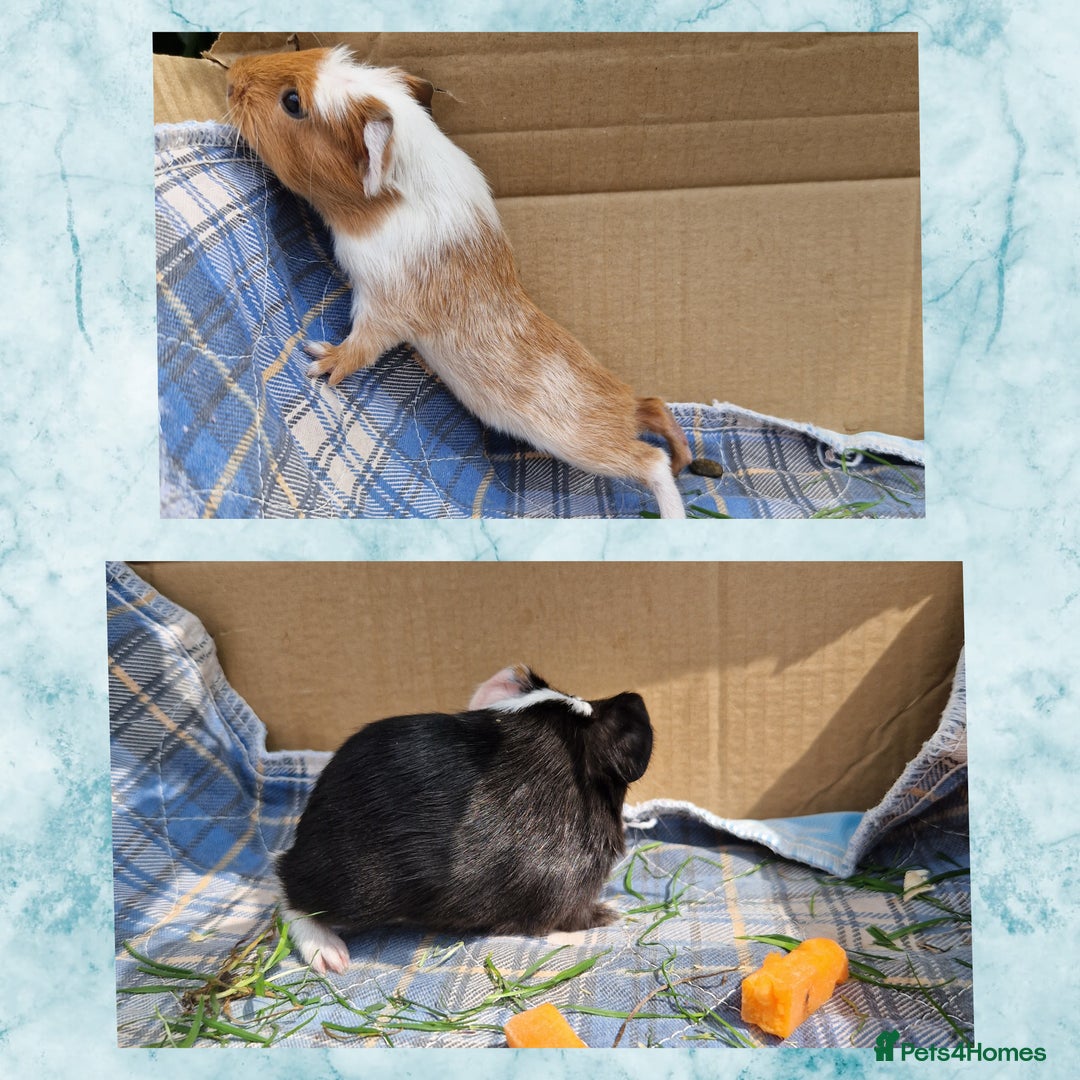 Guinea Pig rodents for sale: 2 beautiful babies arrive reserve Now  in Darwen - Image 4