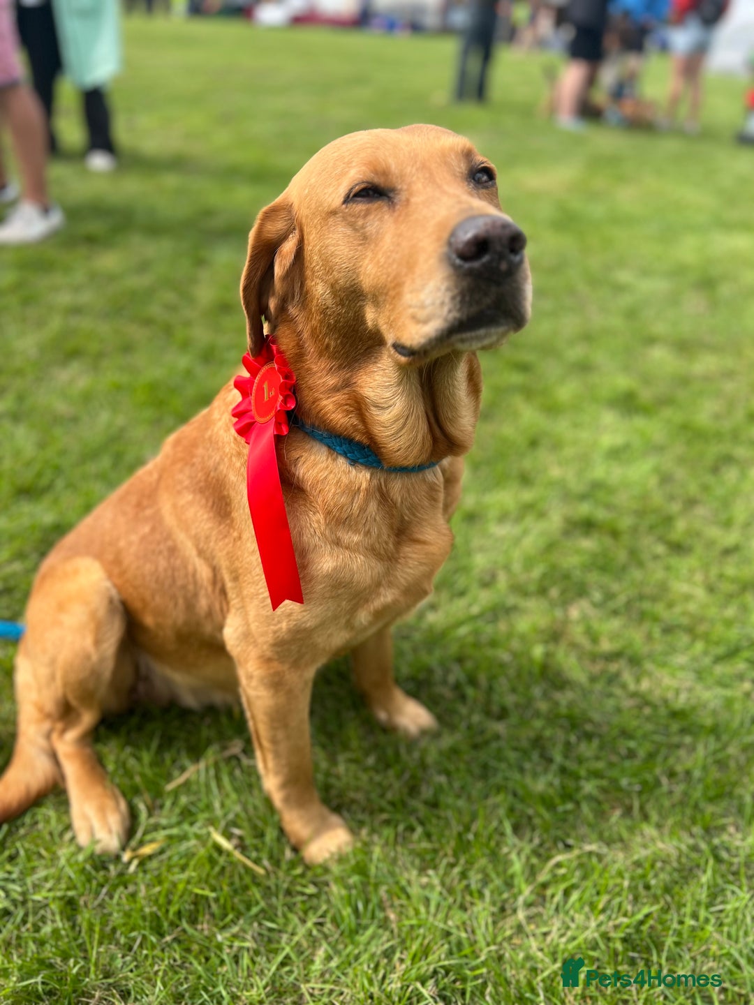 Mixed Breed poultry for sale: 🐶 KC Registered Fox Red Labrador Puppies 🐶 - Advert 14