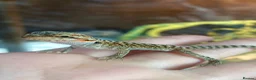 Bearded Dragon reptiles for sale: Baby dragons 1 month old  - Advert 6
