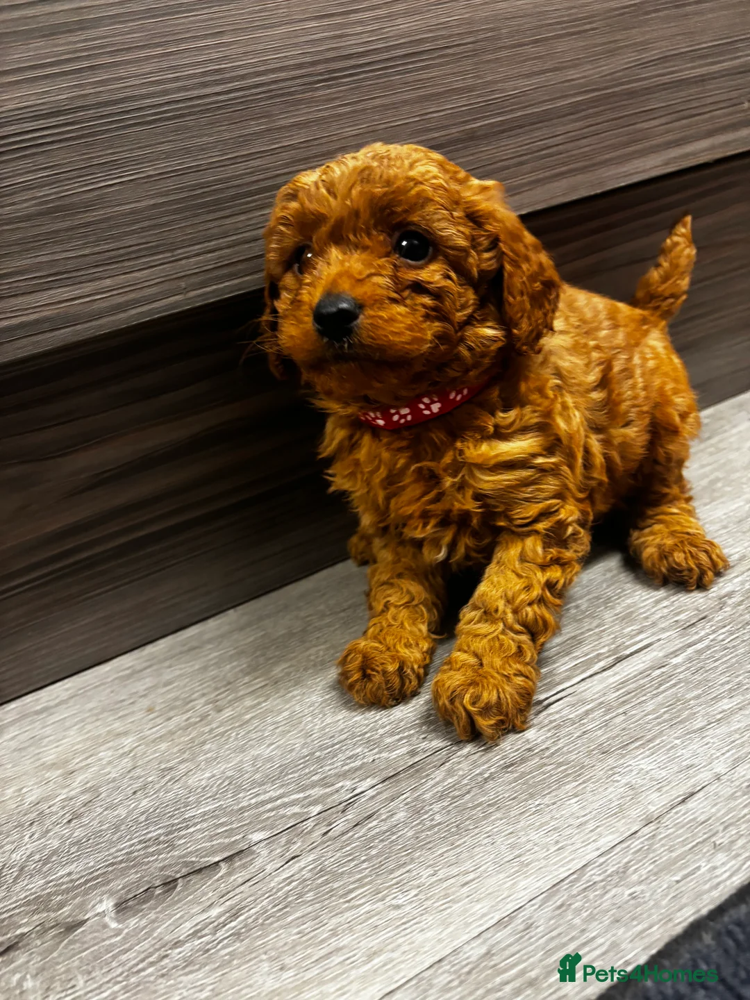 Cockapoo dogs for sale: F1b Cockapoo - Advert 3