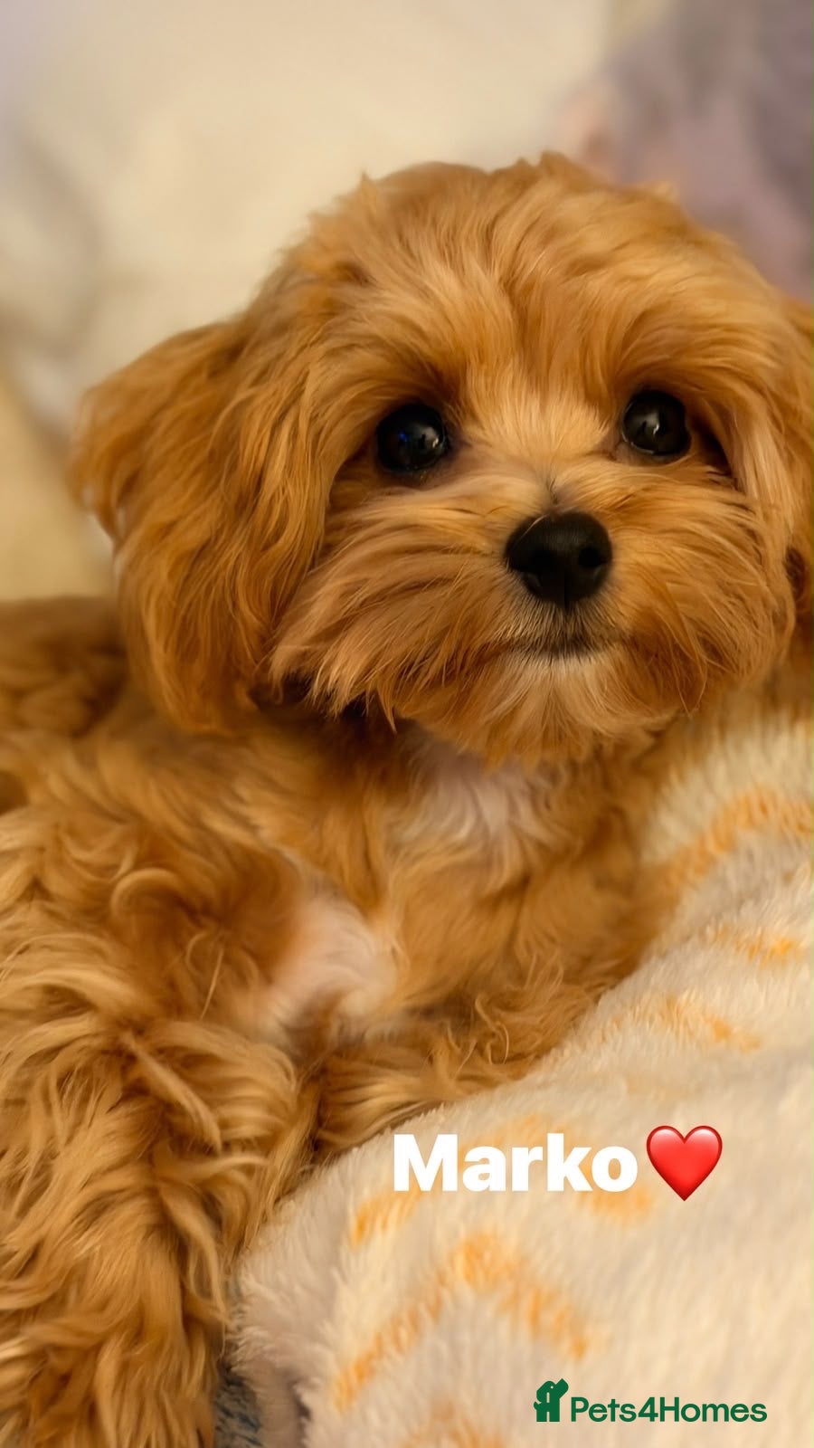 Maltipoo dogs for sale: Exceptional F1 Asian Maltipoo puppies - Advert 14