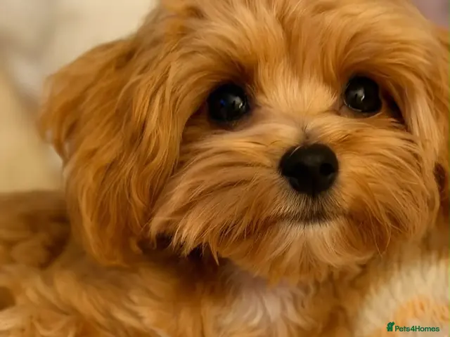 Maltipoo dogs for sale: Exceptional F1 Asian Maltipoo puppies - Advert 14