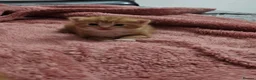 Domestic Shorthair cats for sale: 2 kittens for sale. in Sheffield - Advert 22