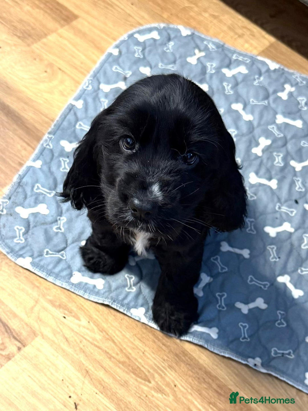 Cocker Spaniel dogs for sale: Show type Cocker Spaniel puppies  - Advert 7
