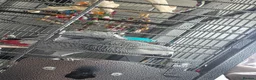 Parrots birds for sale: Sadly having to sell my female grey  in Dawlish - Advert 2