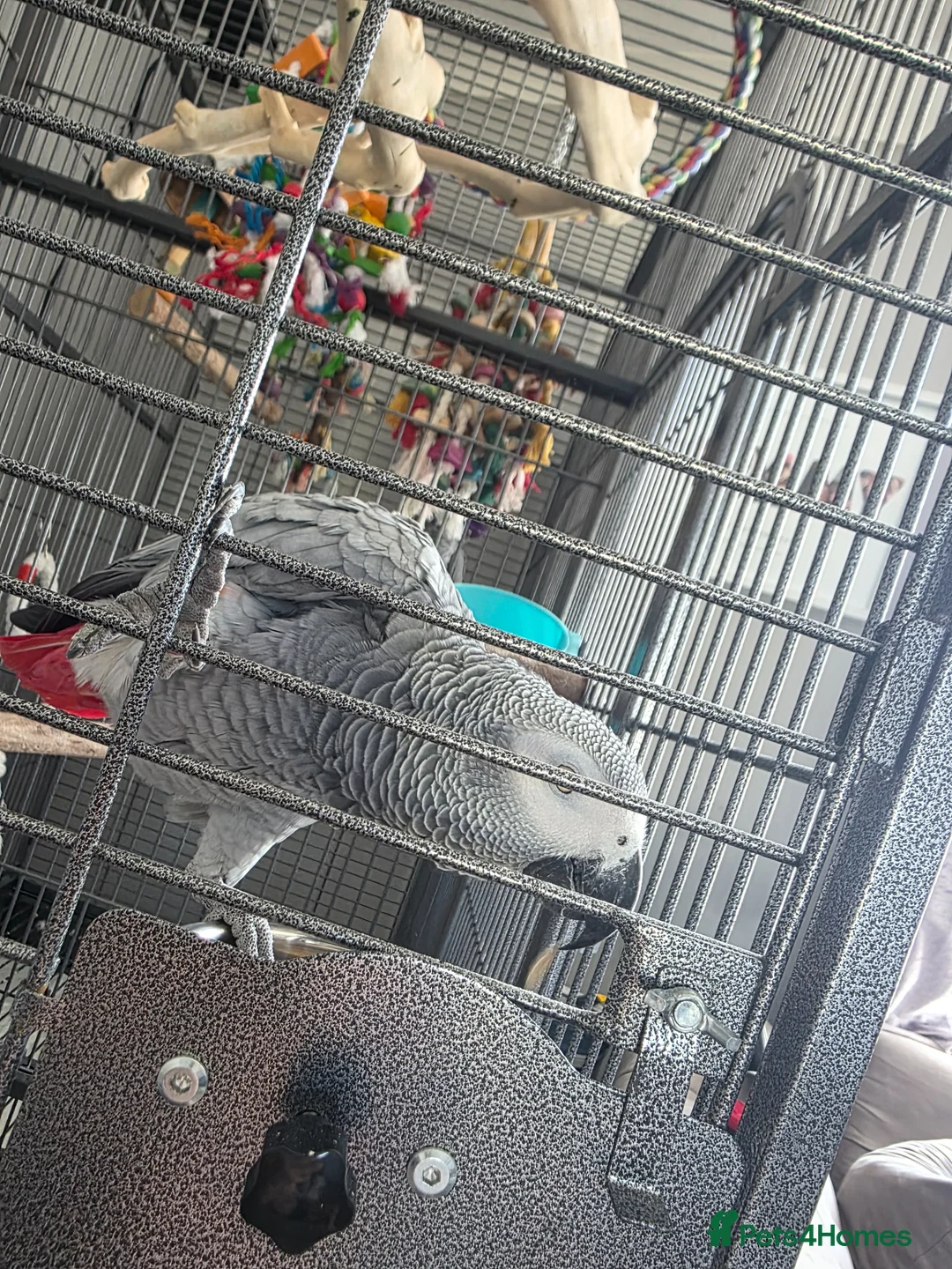 Parrots birds for sale: Sadly having to sell my female grey  in Dawlish - Advert 2