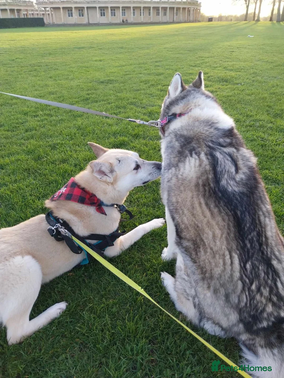 Mixed Breed dogs for adoption: Handsome Fivos Huskey X Shepherd in Norwich - Advert 13