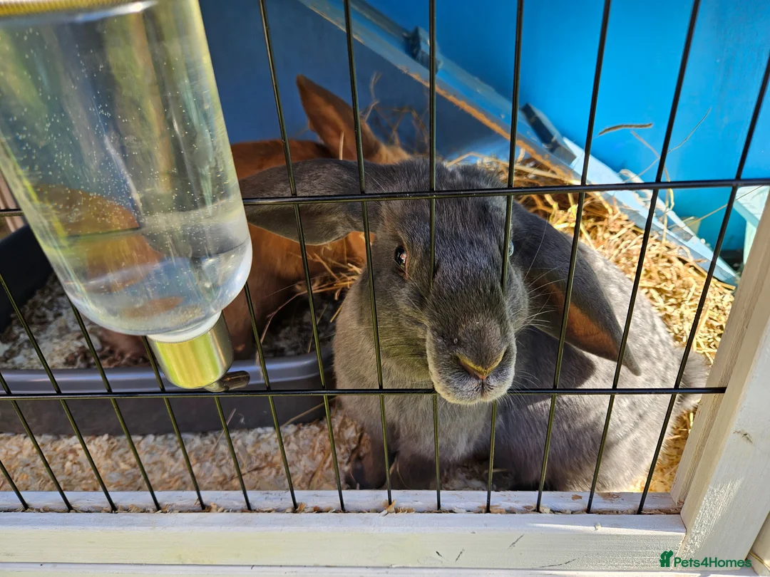 Mixed Breed rabbits for sale: 6 month old cute sisters looking for a loving home - Advert 2