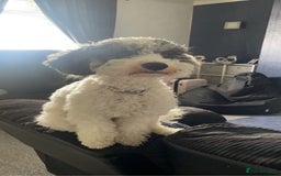 Mixed Breed dogs for sale: Cavapoochon X cockapoo puppies - Image 13
