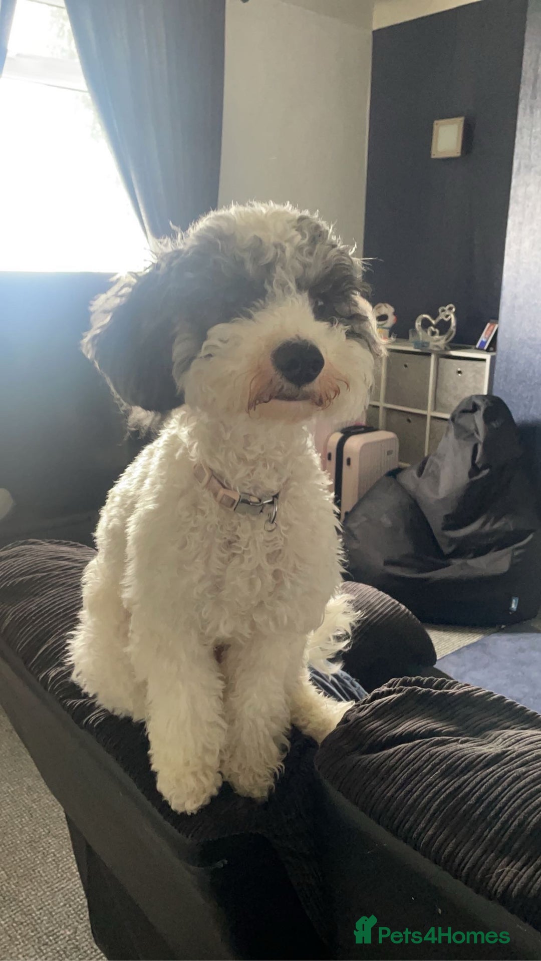 Mixed Breed dogs for sale: Cavapoochon X cockapoo puppies - Image 13