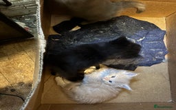 Maine Coon cats for sale: Maine Coon kittens  - Image 13