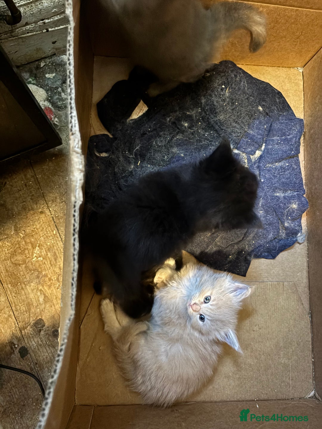 Maine Coon cats for sale: Maine Coon kittens  - Image 13