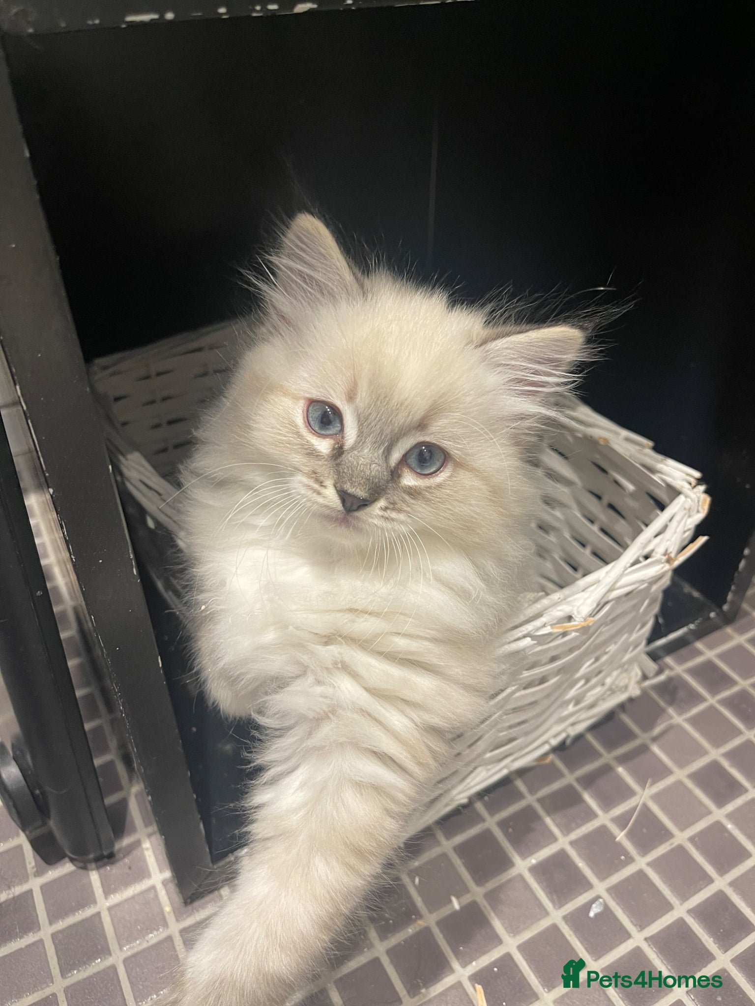 Ragdoll cats 1 Ragdoll left! 💕 - Advert 17