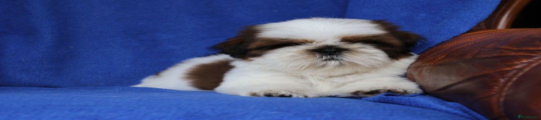 Shih Tzu Puppy female 1