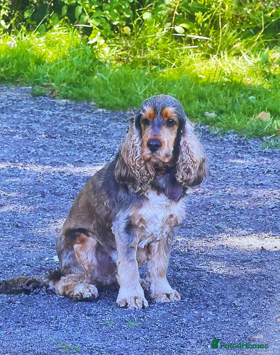 Cocker Spaniel dogs for sale: Expecting stunning sable cocker spaniel puppies  - Advert 2