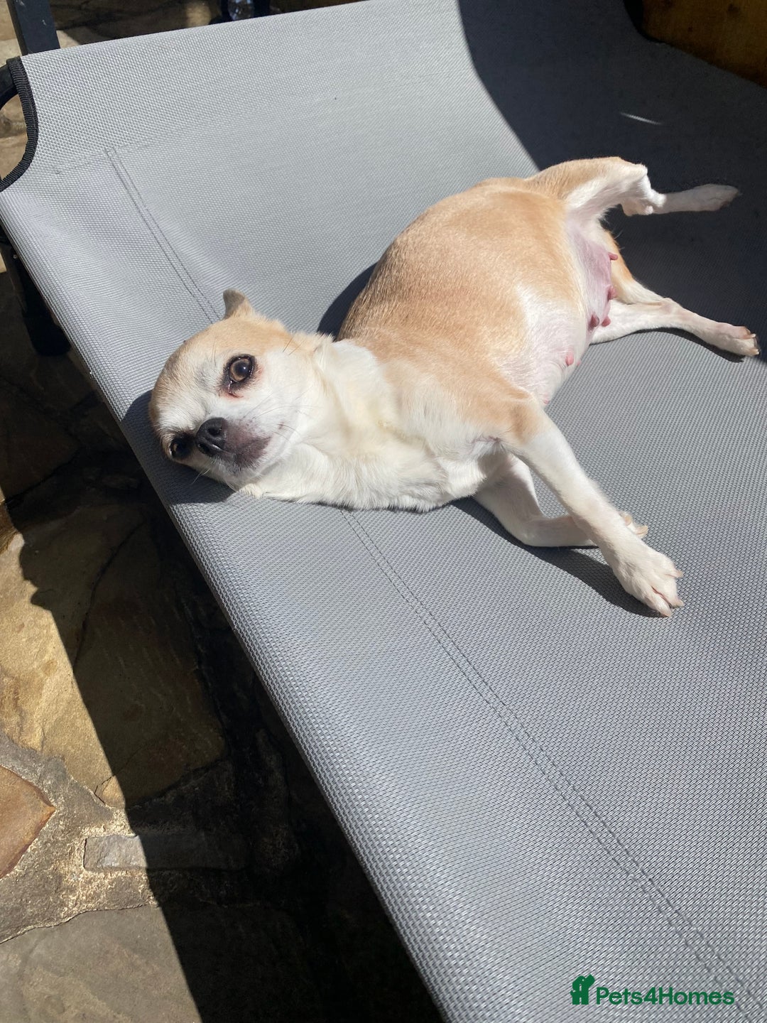 Chihuahua dogs for sale: Exquisite KC Registered Apple Chihuahua Puppies 💖 - Image 21