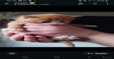 Mixed Breed cats - Advert 11