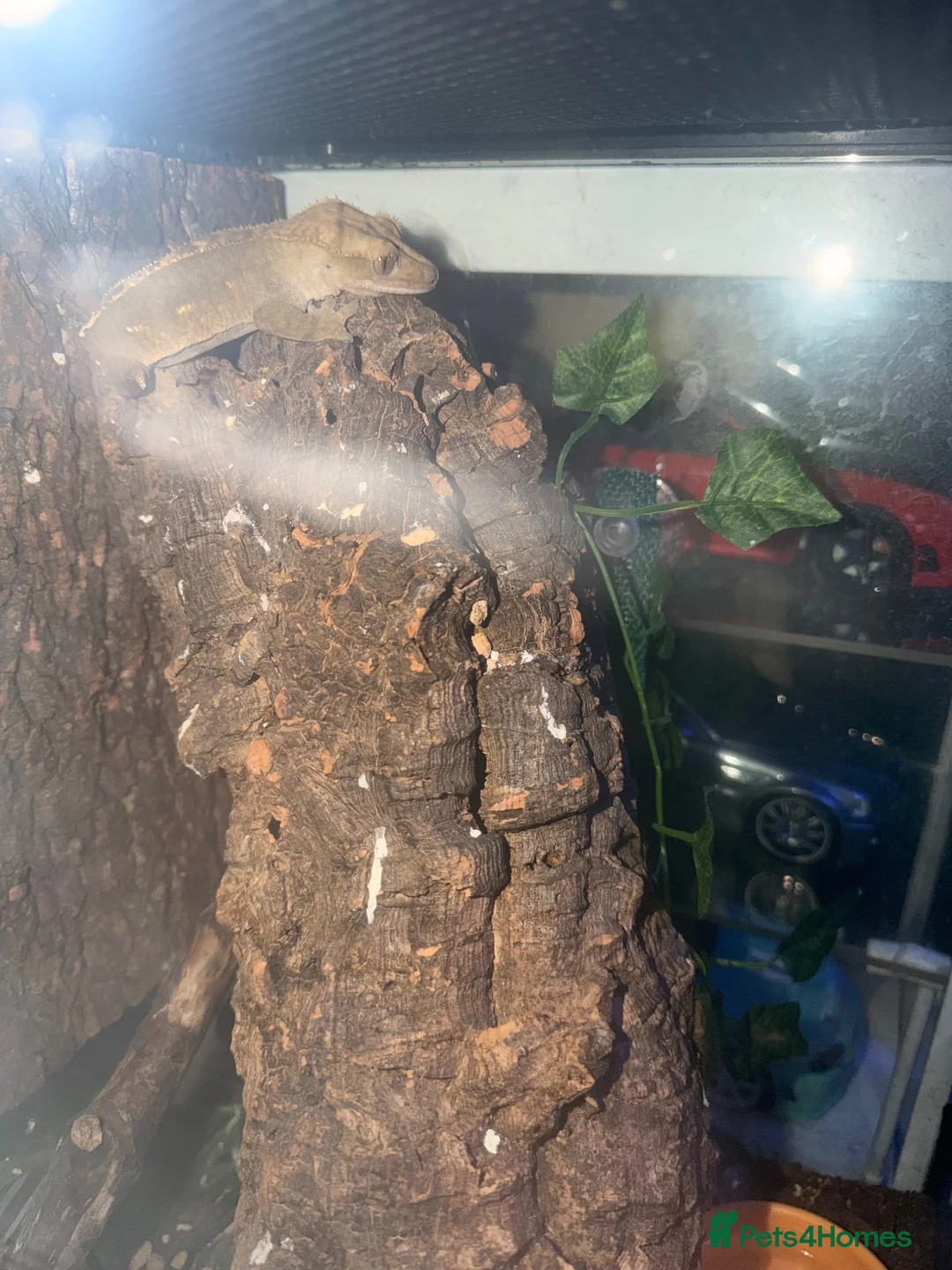 Gecko reptiles for sale: 2 crested geckos with tanks etc  - Advert 2