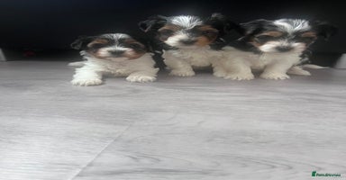 Biewer Terrier dogs - Advert 14