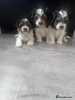 Biewer Terrier dogs - Advert 1