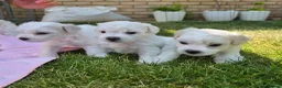 Bichon Frise dogs for sale: Bichon Frise 2 boys 3 girls - Advert 12