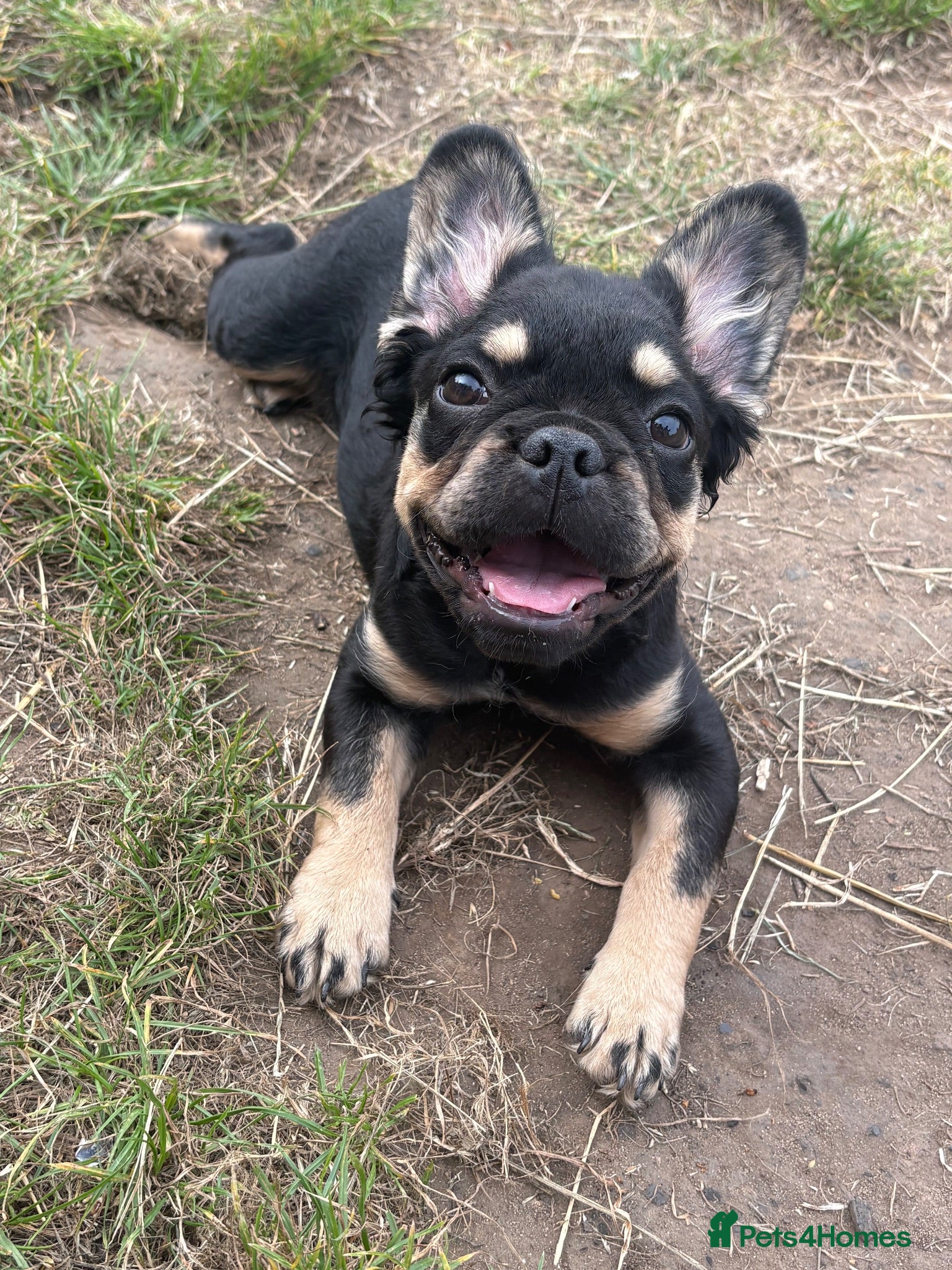 French Bulldog dogs Female Full fluffy C2 French bulldog  - Advert 3
