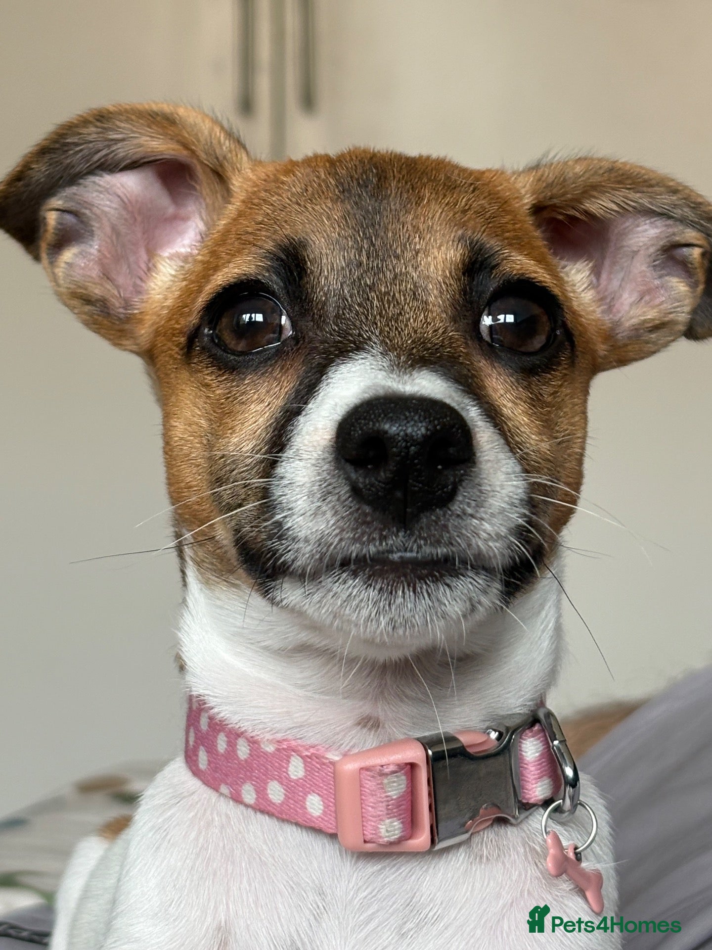 Jack Russell dogs 4 month old female Jack Russell  - Advert 6