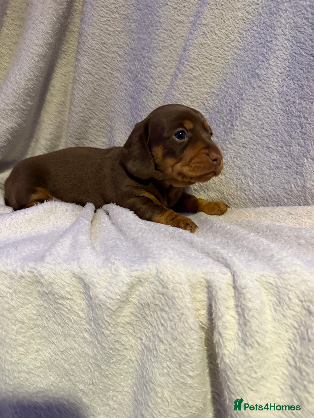 Miniature Dachshund dogs for sale: Stunning minature dachshunds  - Advert 21
