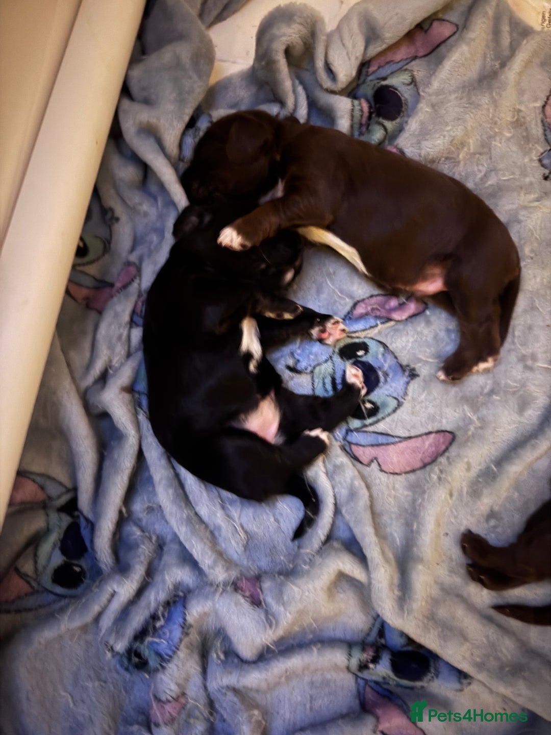 Sprocker dogs for sale: Stunning F1 sprocker puppies - Advert 8