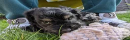 Cockapoo dogs for sale: Cockapoo pups f2b ready to leave 7th October  in Manchester - Advert 9